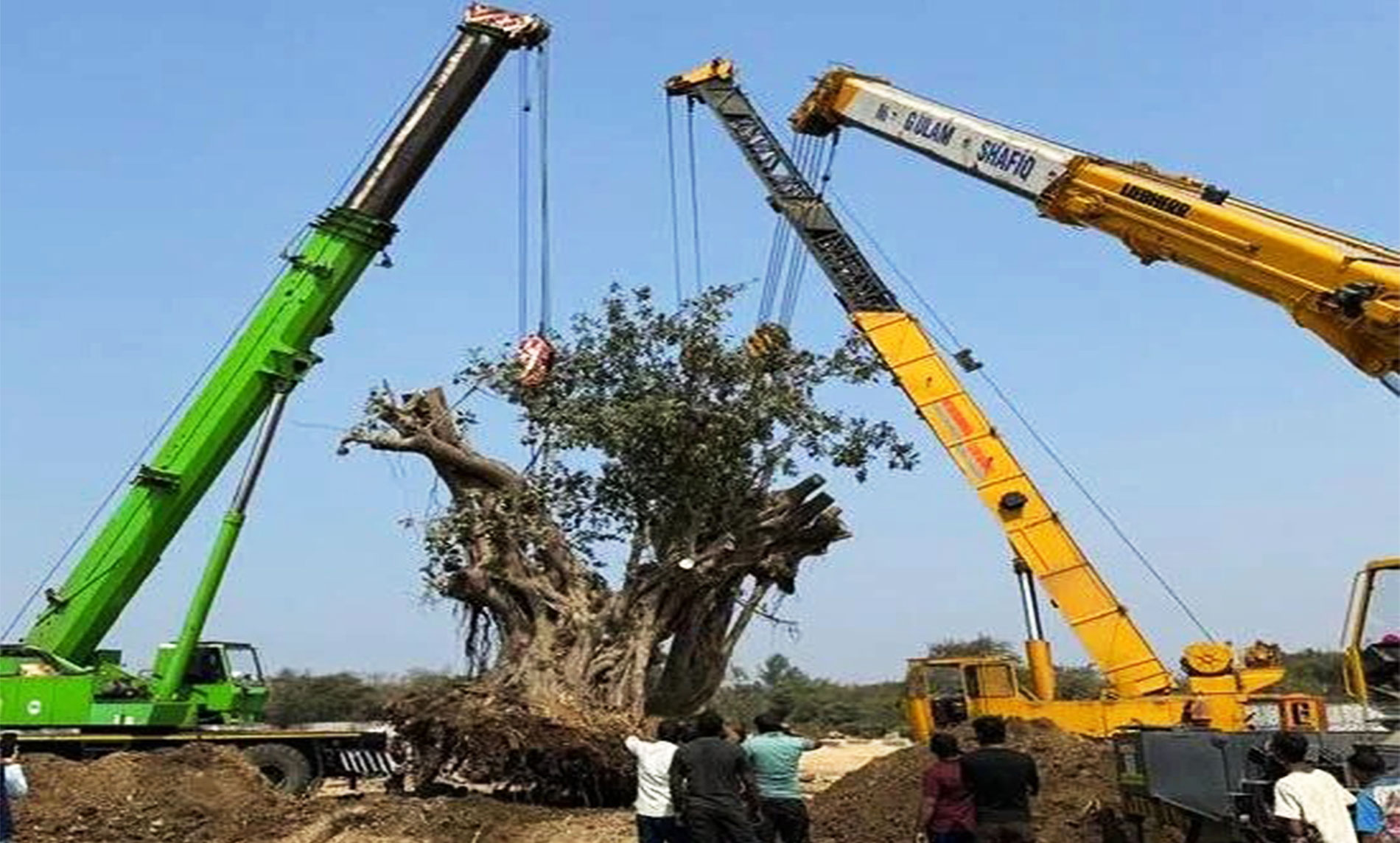 Tree lifting process using machinery for safe relocation of large trees