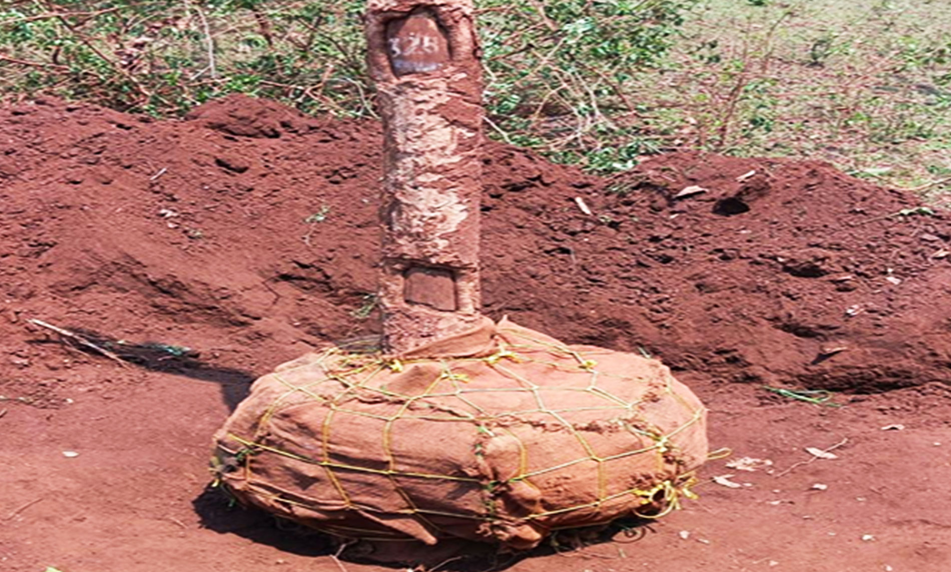 Planting transplanted tree at new location maintaining original orientation