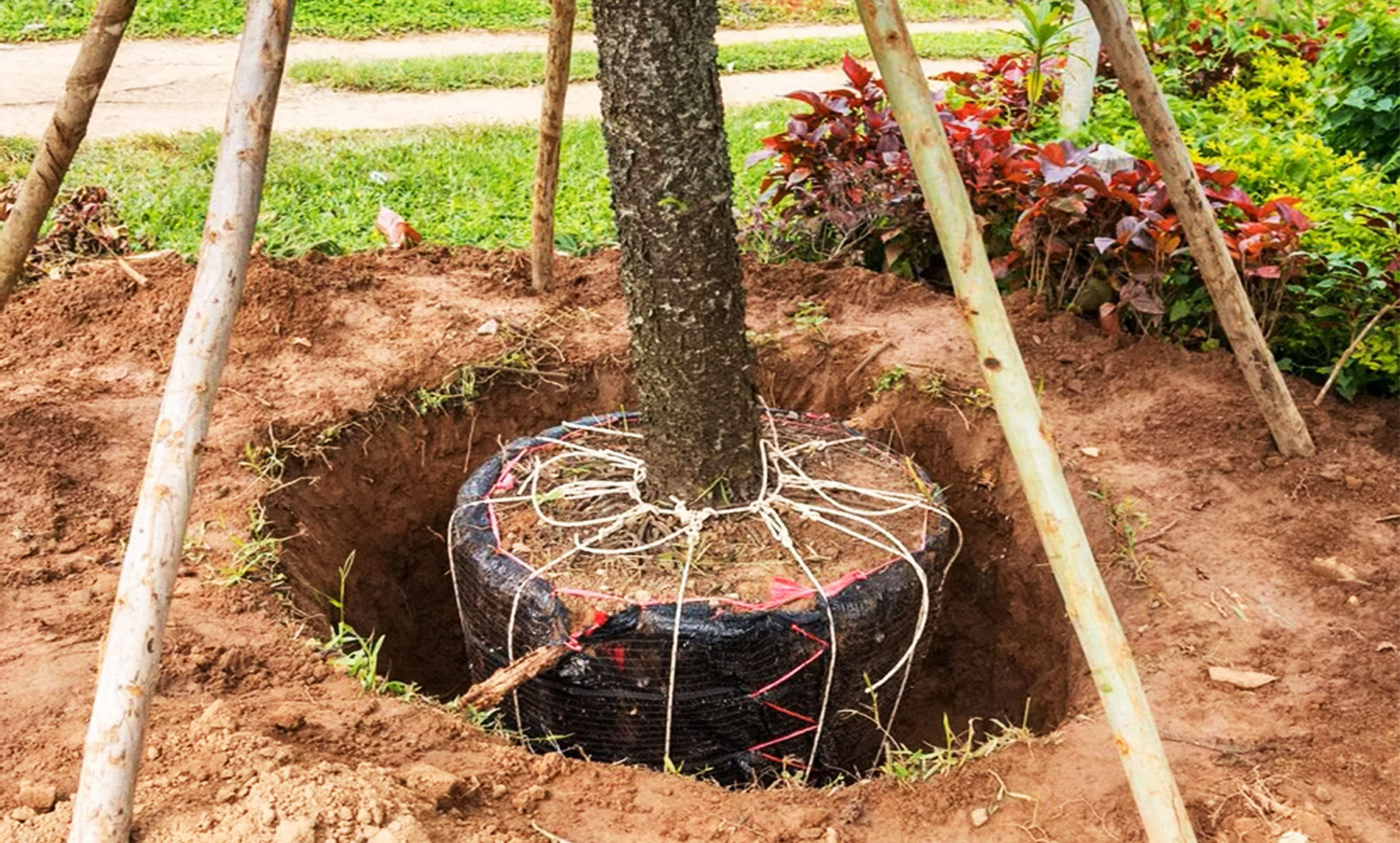 Best season for tree transplantation in India November December ideal time for tree relocation