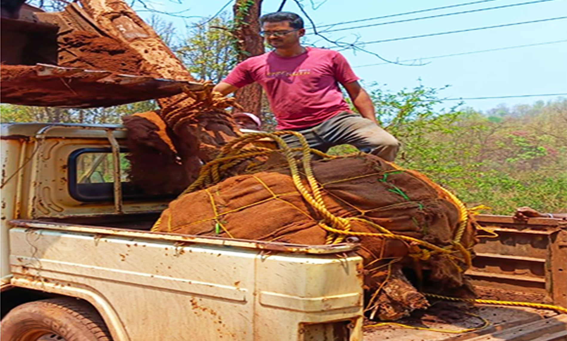 Preparing receptor site for tree transplantation with soil and environmental adjustments