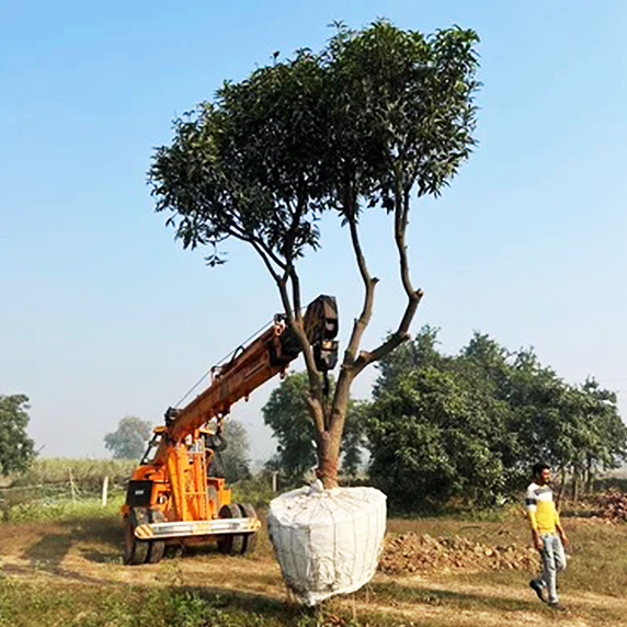 Tree transplantation process showing large tree relocation in Kolkata by Aksha Development